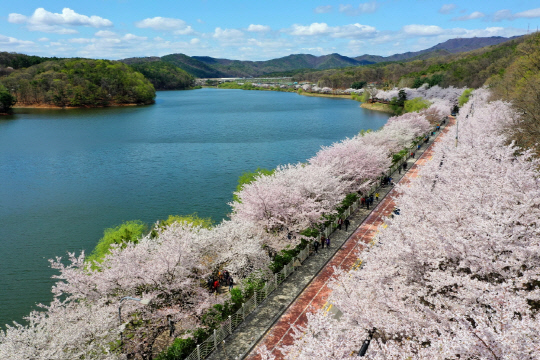 광교저수지 벚꽃길/사진제공=수원특례시